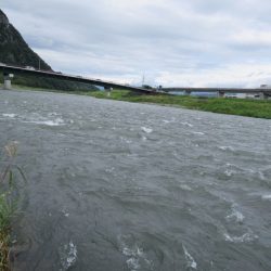 狩野川（狩野川漁業協同組合） 釣果