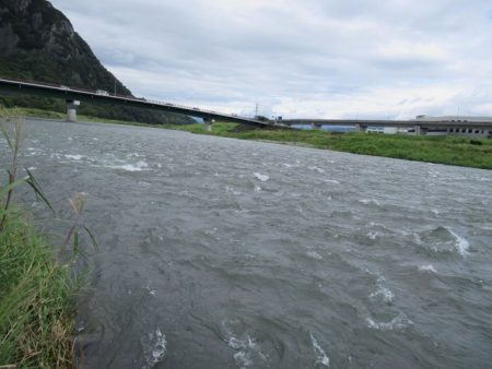 狩野川（狩野川漁業協同組合） 釣果