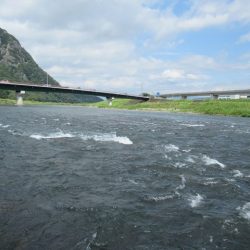 狩野川(狩野川漁業協同組合) 釣果