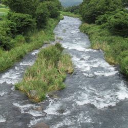 狩野川(狩野川漁業協同組合) 釣果