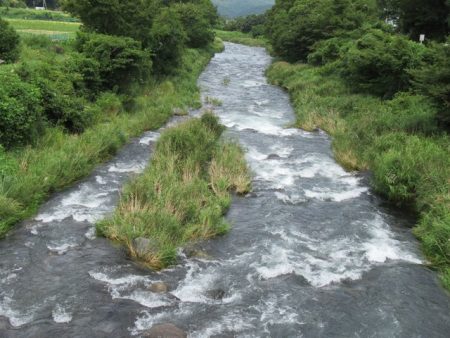 狩野川(狩野川漁業協同組合) 釣果