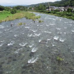 狩野川(狩野川漁業協同組合) 釣果