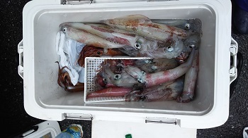 利八丸 釣果
