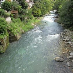 狩野川(狩野川漁業協同組合) 釣果