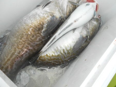 こうゆう丸 釣果