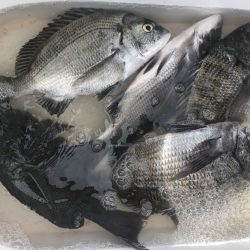 由良渡船 釣果