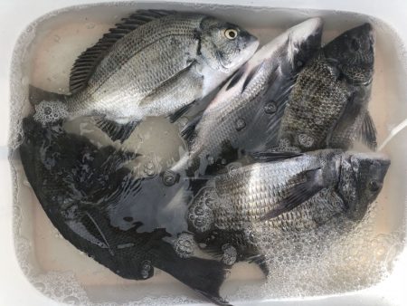 由良渡船 釣果