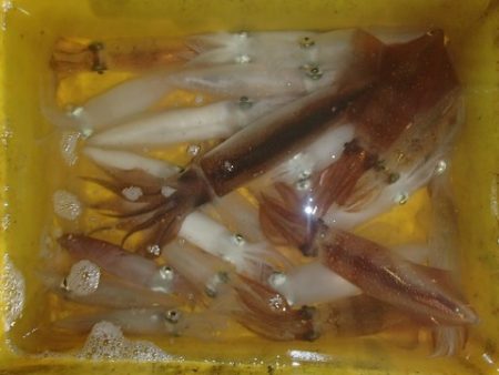 第二むつ漁丸 釣果