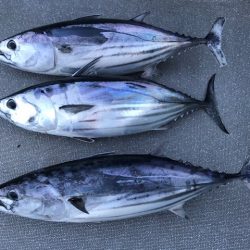へいみつ丸 釣果