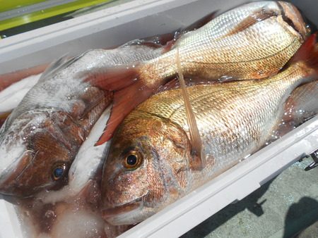 こうゆう丸 釣果