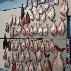 尚人丸 釣果