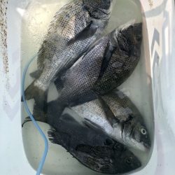 由良渡船 釣果