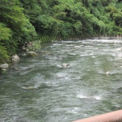 狩野川(狩野川漁業協同組合) 釣果