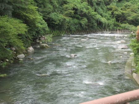 狩野川(狩野川漁業協同組合) 釣果