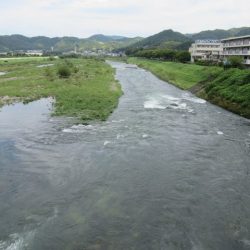 狩野川(狩野川漁業協同組合) 釣果