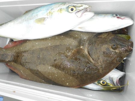 こうゆう丸 釣果