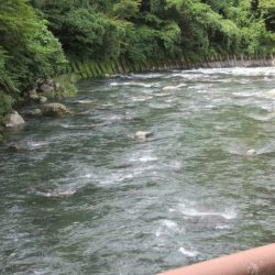 狩野川(狩野川漁業協同組合) 釣果