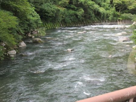 狩野川(狩野川漁業協同組合) 釣果