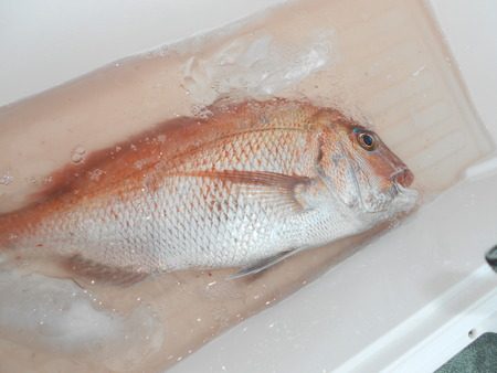 こうゆう丸 釣果