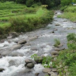 狩野川(狩野川漁業協同組合) 釣果