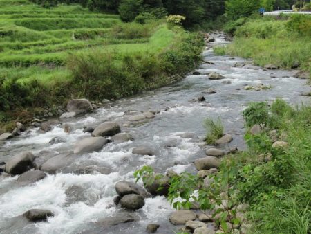狩野川(狩野川漁業協同組合) 釣果