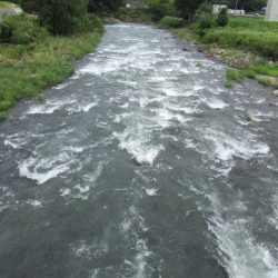 狩野川(狩野川漁業協同組合) 釣果