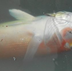 こうゆう丸 釣果