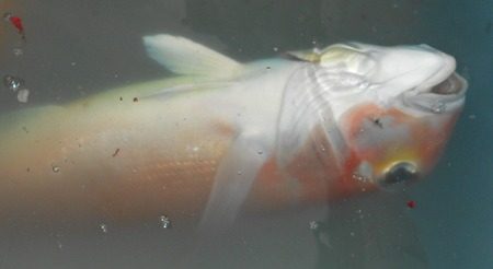 こうゆう丸 釣果