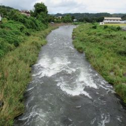 狩野川(狩野川漁業協同組合) 釣果
