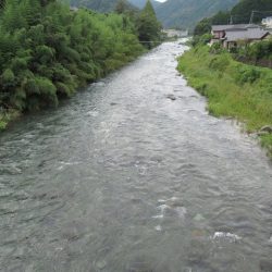 狩野川(狩野川漁業協同組合) 釣果