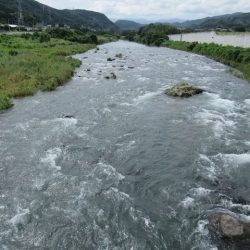 狩野川(狩野川漁業協同組合) 釣果