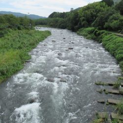 狩野川(狩野川漁業協同組合) 釣果