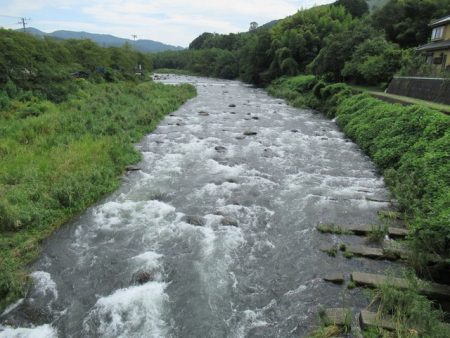 狩野川(狩野川漁業協同組合) 釣果