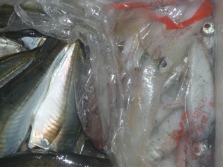松福丸 釣果