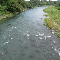 狩野川(狩野川漁業協同組合) 釣果