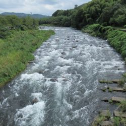 狩野川(狩野川漁業協同組合) 釣果