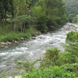 狩野川(狩野川漁業協同組合) 釣果