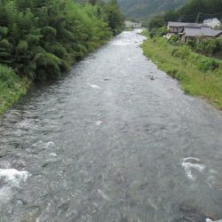 狩野川(狩野川漁業協同組合) 釣果
