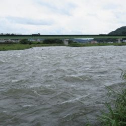 狩野川(狩野川漁業協同組合) 釣果