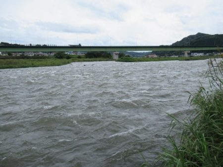 狩野川（狩野川漁業協同組合） 釣果