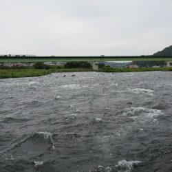 狩野川（狩野川漁業協同組合） 釣果