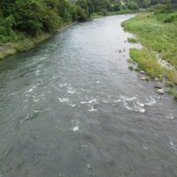 狩野川(狩野川漁業協同組合) 釣果