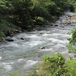 狩野川(狩野川漁業協同組合) 釣果