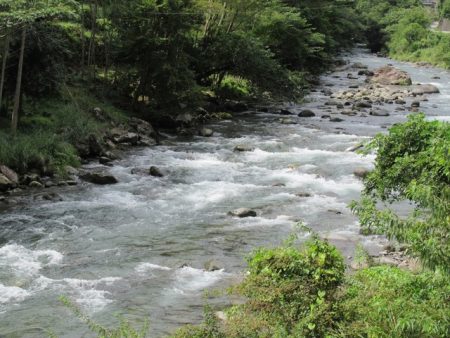 狩野川(狩野川漁業協同組合) 釣果