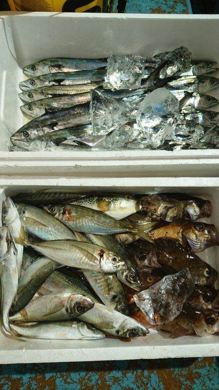 魁皇 釣果