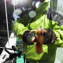 第三むつりょう丸 釣果