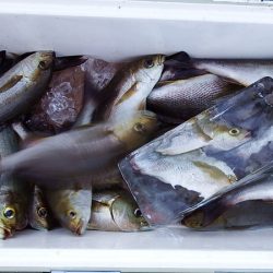 第三むつりょう丸 釣果