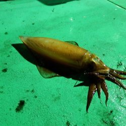 第三むつりょう丸 釣果