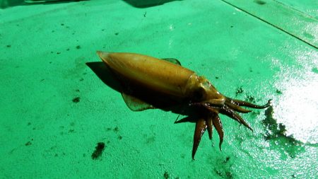 第三むつりょう丸 釣果