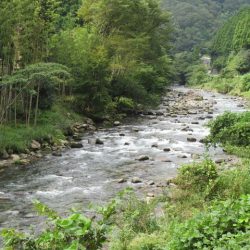 狩野川(狩野川漁業協同組合) 釣果